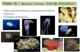 15 Metazoos Radiados Phylum Cnidarios MM