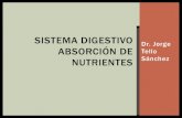 4.2.- Fisiología Digestiva y Absorción de Nutrientes en el Deportista. Dr Tello Sánchez