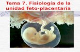 Unidad Feto Placenta