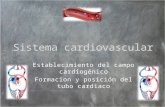 Sistema Cardiovascular Arturo Completo