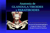 8 tiroides y paratiroides