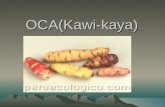 OCA(Kawi Kaya)
