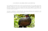Animales de La Costa Sierra y Selva Del Peru en Peligro de Extinsion