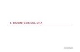 5. Biosintesis Del DNA