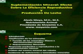 Suplementacion Mineral.efecto Sobre Efic.reproductiva II