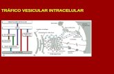 Transpote Vesicular Adaptada 12-2