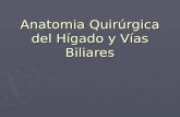 Anatomia quirurgica del Hígado y Vias biliares