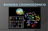 Bandeo cromos³mico 1