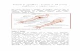 Anatomía de superficie y lesiones de los nervios periféricos de miembro superior (1)