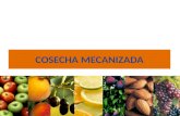 COSECHA MECANIZADA[1]