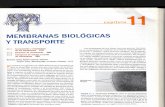 Lehninger Capítulo 11 Membranas biológicas y transporte