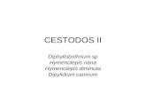 Teoria Cestodos II