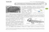 mitocondrias y respiracion celular.pdf