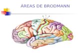 6635670 Areas de Brodmann
