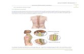 APUNTES ANATOMÍA HUMANA I Osteoarticulaciones