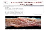 Archivo Veterinario Del Este - 4T_2010