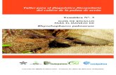 Guía de bolsillo para el manejo de Rhynchophorus palmarum