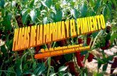 01-b 2 Plagas de La Paprika y El Pimiento - Ing g Sanchez