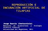 REPRODUCCIÓN E INCUBACIÓN ARTIFICIAL DE TILAPIAS