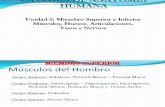 Anatomia Humanas MS y MI Corregida.ppt 2
