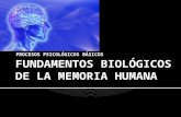 FUNDAMENTOS BIOLOGICOS DE LA MEMORIA .pptx