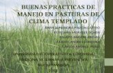 BUENAS PRACTICAS DE MANEJO EN PASTURAS DE CLIMA (1).ppt