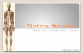 Sistema muscular stefany