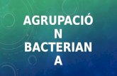Morfología y agrupación bacteriana