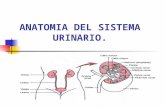 Anatomía del riñón y vías urinarias.