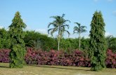 4 Jardines de Panamá - Plantas