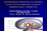 Tubo Intestinal