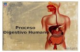 Proceso Digestivo Humano