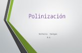 Polinización mini informe