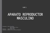 Clase 1 aparato reproductor masculino