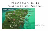 Vegetación de la península de yucatán