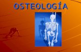 2 osteologa-100823133312-phpapp02