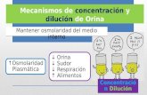Mecanismos de concentración y dilución de la orina