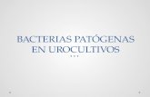 Bacterias patógenas en urocultivos y en cultivos de heridas
