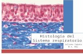 Histología del sistema respiratorio 2015 1