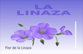 La Linaza Rosa(1)