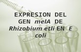 Expresion del gen melA.pptx