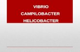 Vibrio, Camp. Hp, Haemophilus Oct 2014