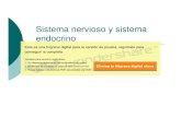 Microsoft PowerPoint - Clases 5 y 6 Sistema Nerv y Sistema Endocrino
