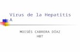 Virus de La Hepatitis A