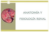Fisiología Renal y Anatomia