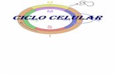 Presentación Ciclo Celular