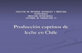 Producción Cabras de Leche en Chile