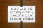 Biosíntesis Del Peptidoglucano y Crecimiento de La Pared