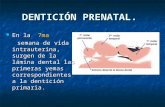 Denticion Prenatal