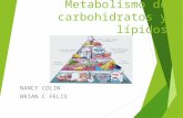 metabolismo de lipidos y Carbohidratos Brian